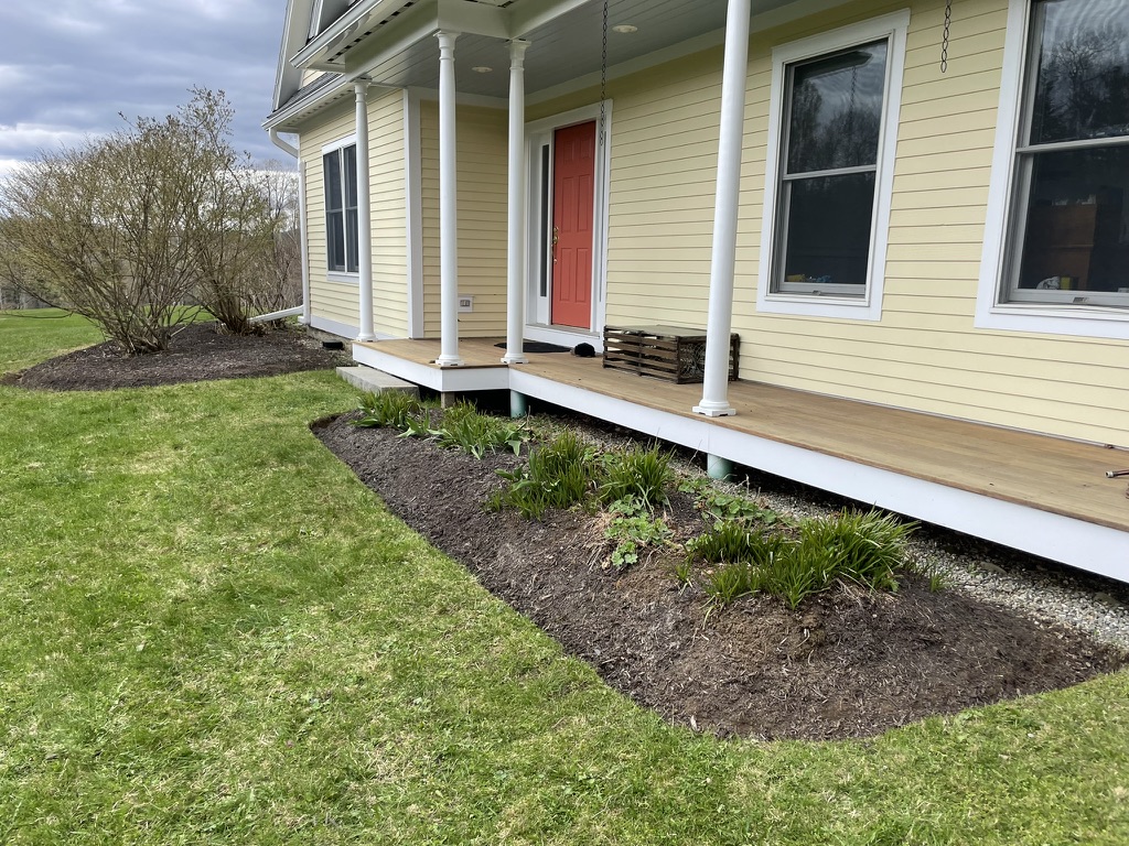 Daylily clumps in a freshly mulched bed