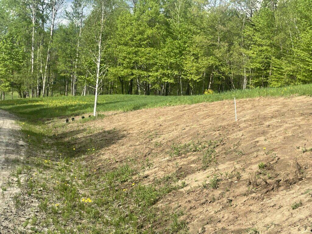 Bare graded slope before planting