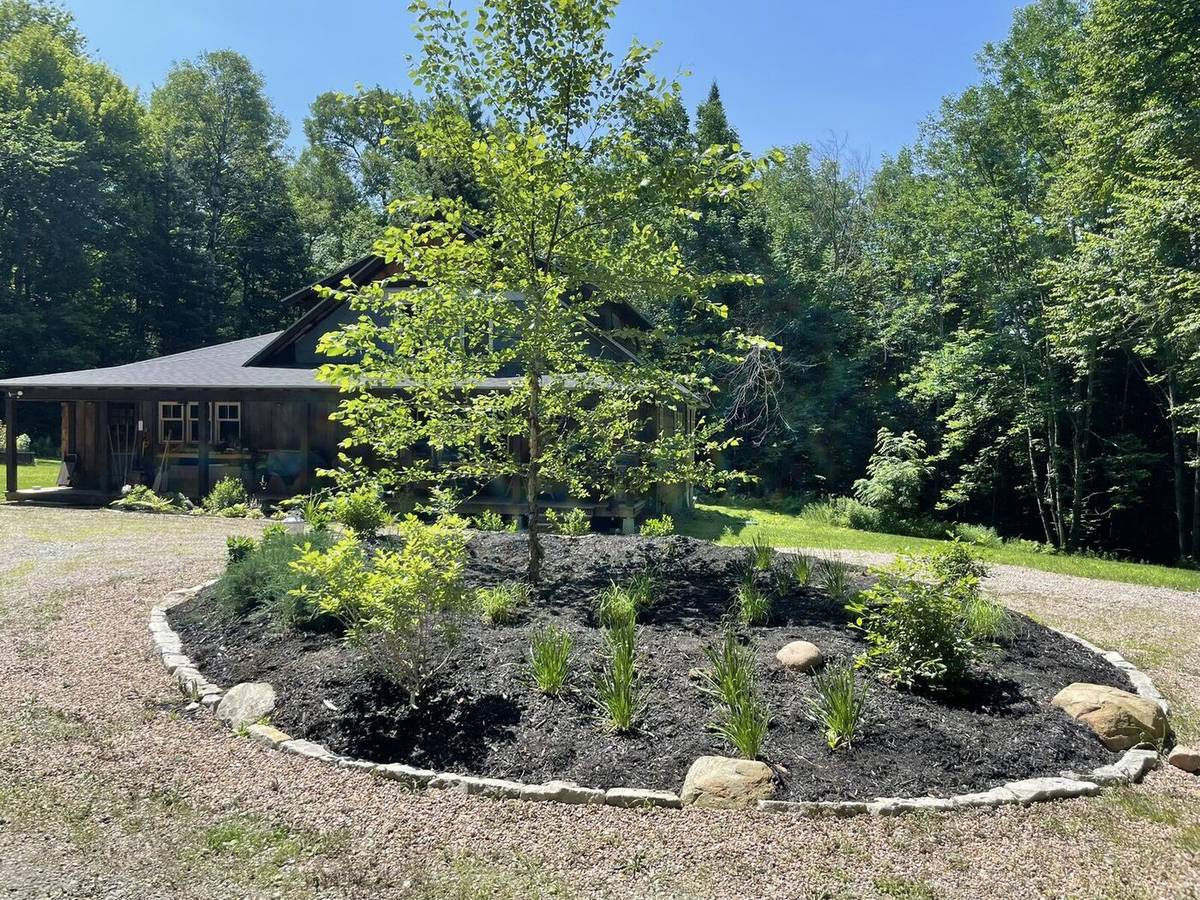 The established island garden in summer, river birch in full leaf above a planted and mulched bed