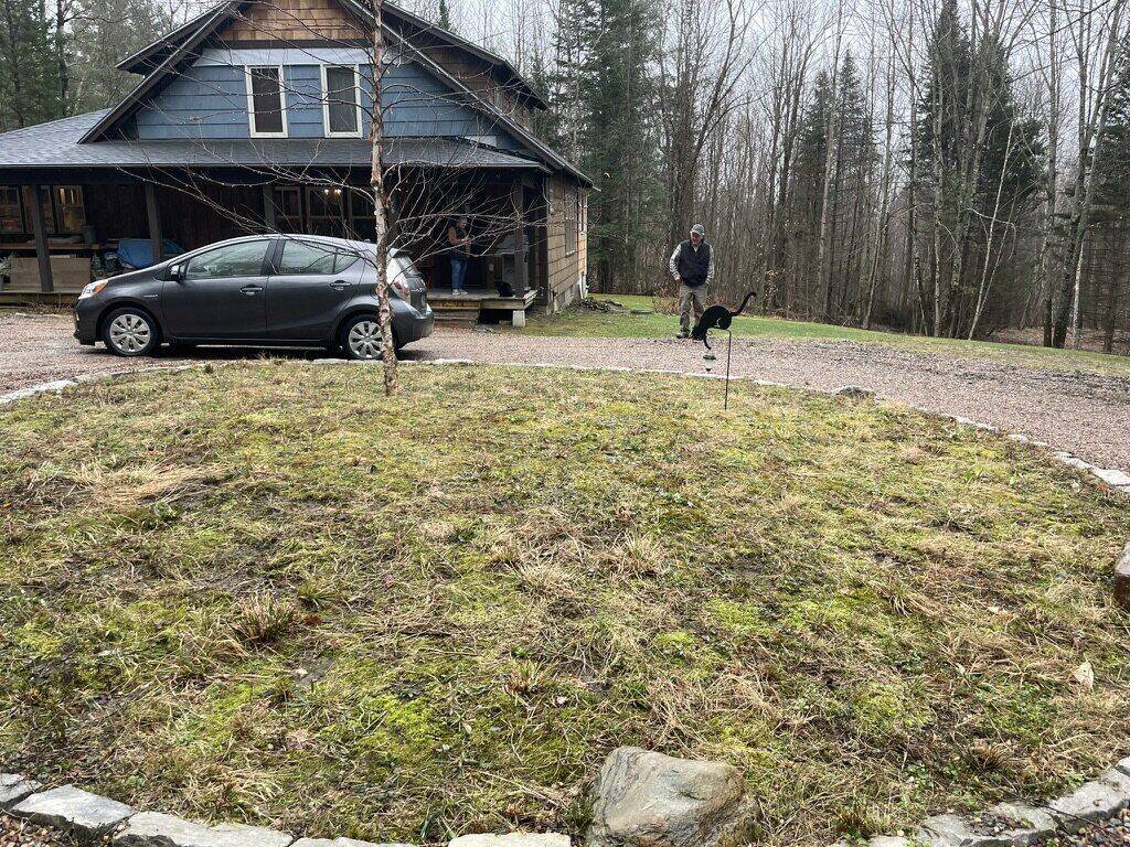 The driveway circle before work: dead moss and patchy turf around a young river birch