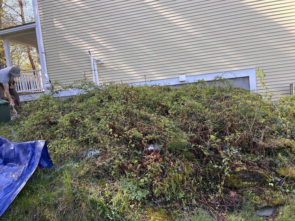 Foundation bed overgrown with bramble before work